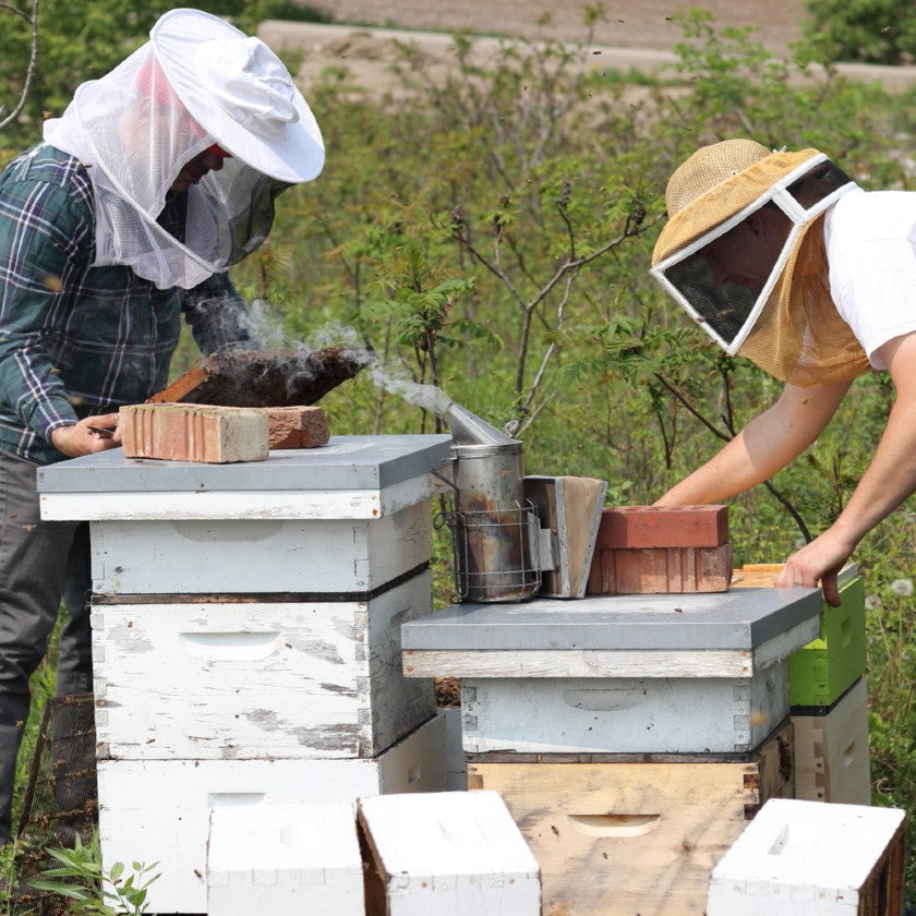 Beekeeping Mentorship