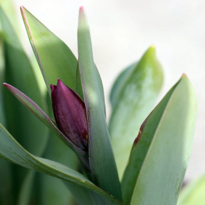 Seasonal Local Flowers | Bloomed By Bees