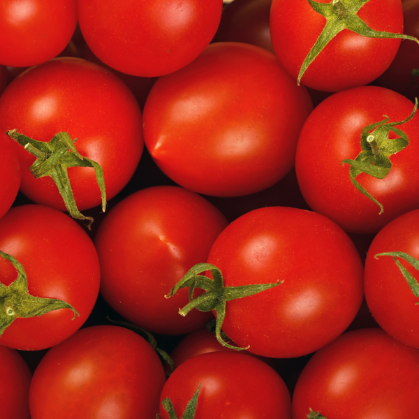 Nucleus Colonies Are Open — Here’s the Timeline