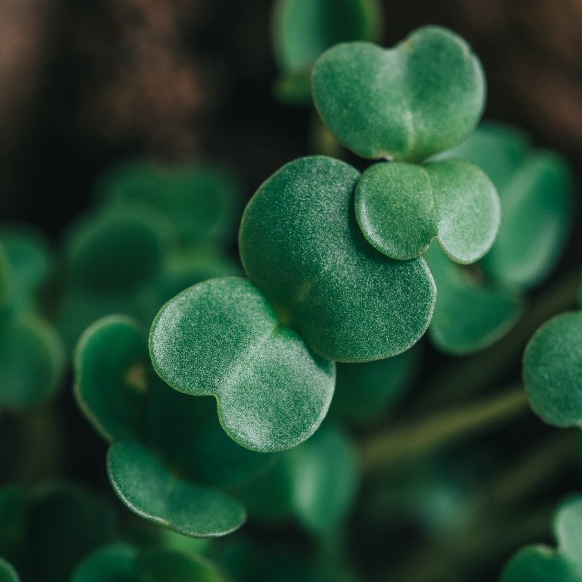 Microgreens